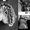 A Kansas university team found striations on teeth of a Homo habilis fossil 1.8 million years old made from left to right, indicating the earliest evidence of right-handedness.