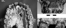 A Kansas university team found striations on teeth of a Homo habilis fossil 1.8 million years old made from left to right, indicating the earliest evidence of right-handedness.