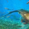 Life reconstruction of Qilinyu, a 423-million-year-old fish from the Kuanti Formation (late Ludlow, Silurian) of Qujing, Yunnan, in Silurian waters.