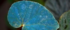 A leaf of the iridescent Begonia pavonina plant.