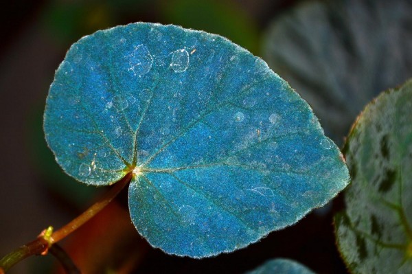 A leaf of the iridescent Begonia pavonina plant.