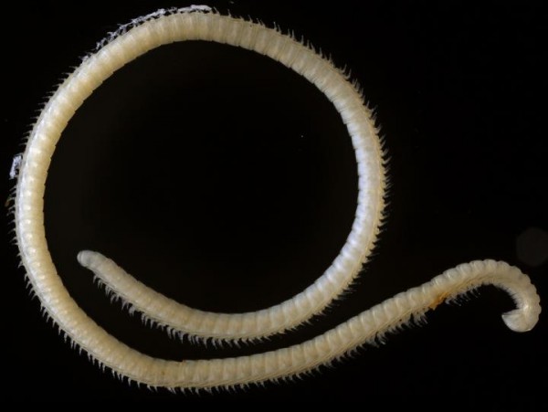 The new species (Illacme tobini) of millipede from a Sequoia National Park cave.