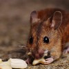 Ancient Europeans apparently snacked on roasted rodents.
