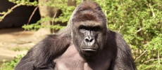 The Cincinnati Zoo continues to be harassed by trolls for opting to kill Harambe.