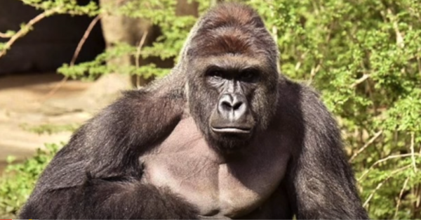 The Cincinnati Zoo continues to be harassed by trolls for opting to kill Harambe.