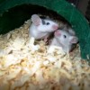 Researchers have found that pain is contagious among mice.