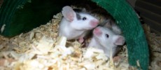 Researchers have found that pain is contagious among mice.