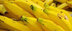 Bananas may go extinct in the coming years due to a fungal disease.