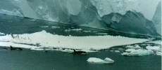 Orcas swim by an iceberg with Adelie penguins in the Ross Sea, Antarctica. The Drygalski ice tongue is visible in the background.