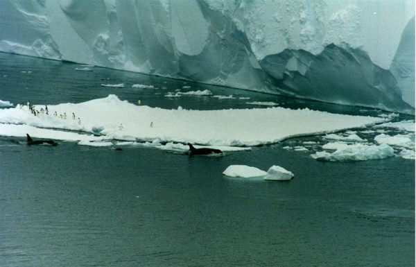 Orcas swim by an iceberg with Adelie penguins in the Ross Sea, Antarctica. The Drygalski ice tongue is visible in the background.