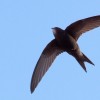 The common swift spend most of their lives in flight.