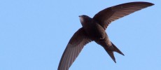 The common swift spend most of their lives in flight.