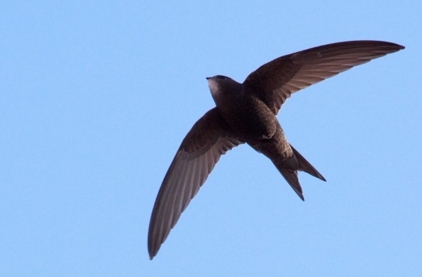 The common swift spend most of their lives in flight.