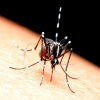 Around 1,500 to 2,000 cases of malaria are reported in the U.S. every year. (Instagram)