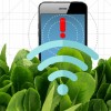 By embedding spinach leaves with carbon nanotubes, MIT engineers have transformed spinach plants into sensors that can detect explosives. (Christine Daniloff/MIT)