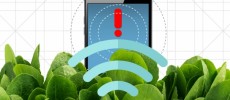 By embedding spinach leaves with carbon nanotubes, MIT engineers have transformed spinach plants into sensors that can detect explosives. (Christine Daniloff/MIT)