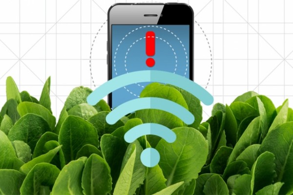 By embedding spinach leaves with carbon nanotubes, MIT engineers have transformed spinach plants into sensors that can detect explosives. (Christine Daniloff/MIT)