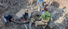 Securing the mammoth skull and tusks with straps before hoisting it out of the pit. (Daryl Marshke, U_M Michigan Photography)