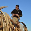 Ivory is crushed at Rocky Mountain Arsenal National Wildlife Refuge. (WikiMedia Commons)