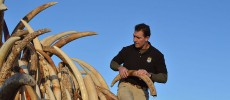 Ivory is crushed at Rocky Mountain Arsenal National Wildlife Refuge. (WikiMedia Commons)