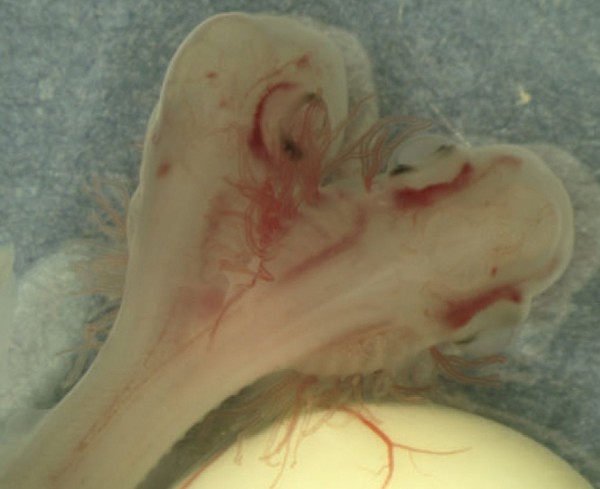 The embryo of the two-headed Atlantic sawtail catshark (Galeus atlanticus). (Journal of Fish Biology)