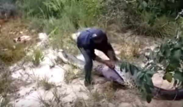 A man slicing open the snake. (YouTube)