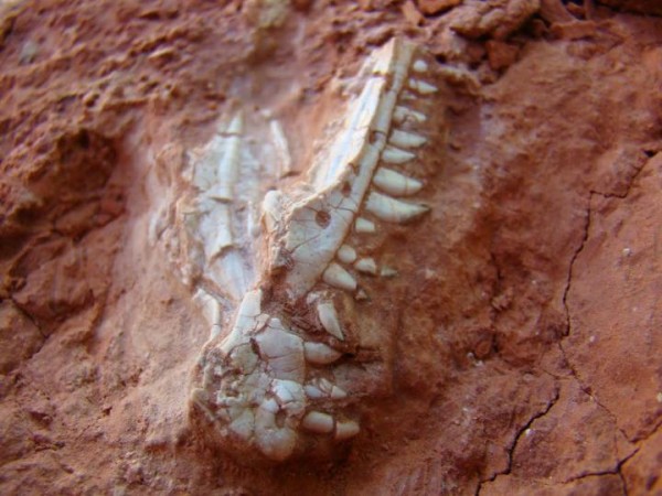 This photograph shows the skull of Buriolestes. (Cabreira et al./EurekAlert)