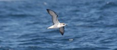 Seabirds especially petrels are more prone to eat marine plastic debris than other species. (Flickr)