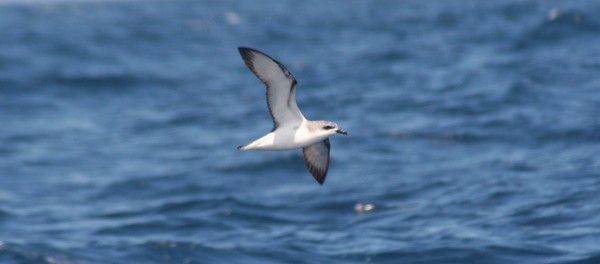 Seabirds especially petrels are more prone to eat marine plastic debris than other species. (Flickr)