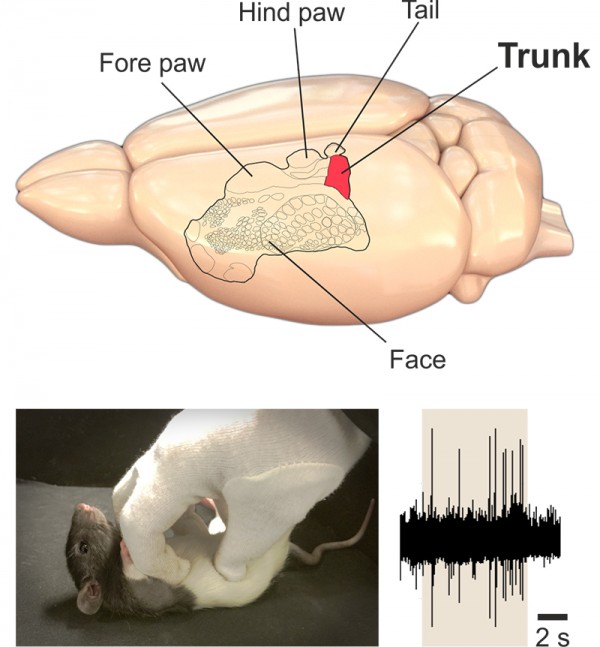 Illustration of a rat's brain. (Ishiyama & Brecht)