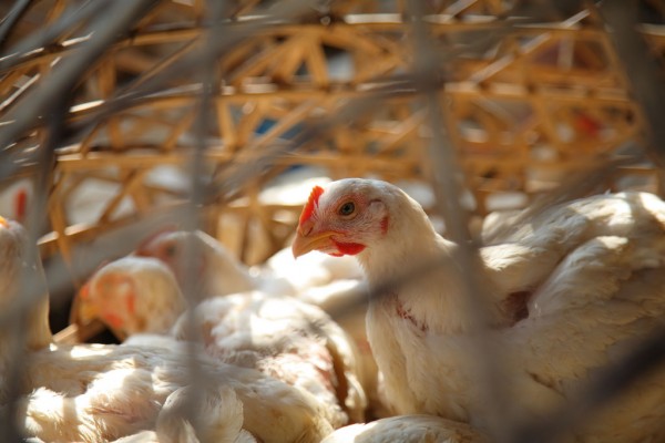 Chickens in India have tested positive for antibiotic-resistant bacteria. (Flickr)