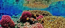 Ecosystems and many species in the world are experiencing some dramatic genetic changes due to climate changes. (Pixabay)