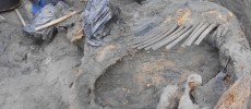 In this photo, Sergey Gorbunov is excavating the mammoth carcass. 