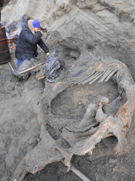 In this photo, Sergey Gorbunov is excavating the mammoth carcass. 