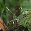 A Japanese photographer has discovered a new parasitic which feeds on fungi. (Flickr)