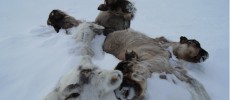 Loss of sea ice and extreme weather is leading to reindeer deaths in the Arctic. (Roma Serotetto/Arctic Centre University of Lapland)