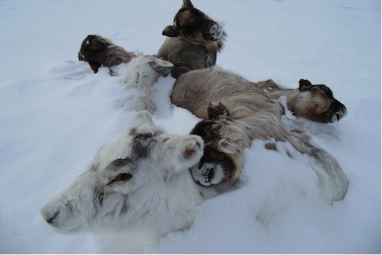 Loss of sea ice and extreme weather is leading to reindeer deaths in the Arctic. (Roma Serotetto/Arctic Centre University of Lapland)