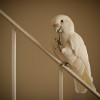 Goffin's cockatoos can create their tools when foraging for food. (WikiMedia Commons)