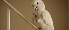 Goffin's cockatoos can create their tools when foraging for food. (WikiMedia Commons)