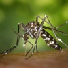 The Zika virus is transmitted by the Aedes aegypti mosquito. (Pixabay)