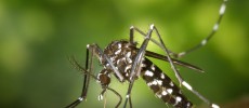 The Zika virus is transmitted by the Aedes aegypti mosquito. (Pixabay)