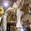 Measuring 122 feet, the Museum's new exhibit, The Titanosaur, is big--so big that its head extends outside of the Museum's fourth-floor gallery where it is now on permanent display. 