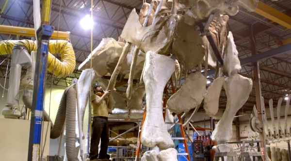 Measuring 122 feet, the Museum's new exhibit, The Titanosaur, is big--so big that its head extends outside of the Museum's fourth-floor gallery where it is now on permanent display.