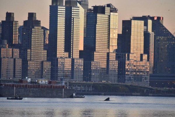 A whale was seen swimming around the Hudson River in New York last week. (Marko Georgiev/Facebook)