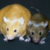 Plasma from young mice specimen contains proteins that promote rejuvenation in older mice. (WikiMedia Commons)