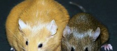 Plasma from young mice specimen contains proteins that promote rejuvenation in older mice. (WikiMedia Commons)