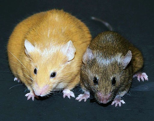Plasma from young mice specimen contains proteins that promote rejuvenation in older mice. (WikiMedia Commons)